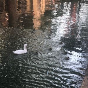 Meet your Posher, Dianna